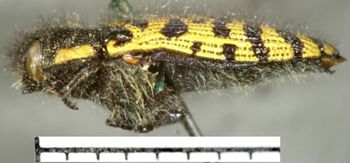 Media type: image;   Entomology 2725 Aspect: habitus lateral view